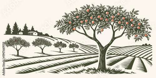 A tree with oranges on it in an orchard Vector