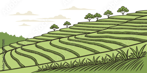 A green rice field with trees on a hill Vector