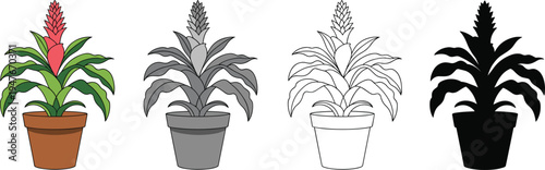 Bromeliad house plant in pot set featuring vector illustrations in color grayscale line art and black silhouette styles for home garden and interior decoration.
