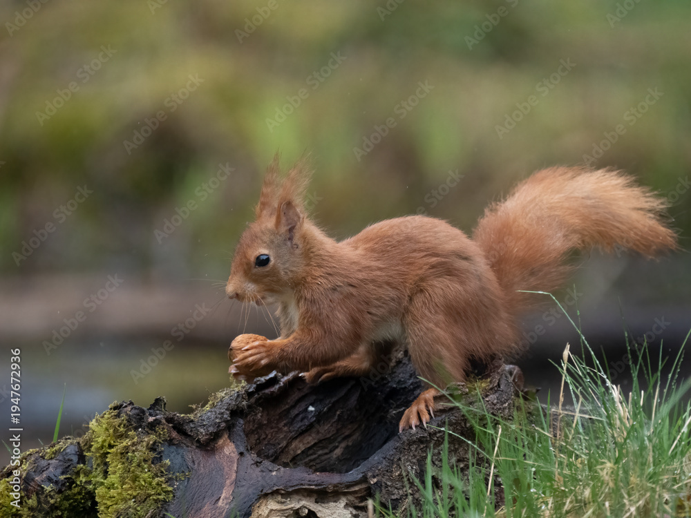 Fototapeta premium Eurasisches Eichhörnche