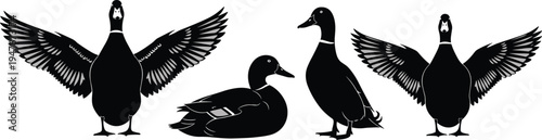 Mallard duck silhouette vector set, wild waterfowl flying and standing illustration, pond bird icons, hunting season graphics, aquatic nature bird design.