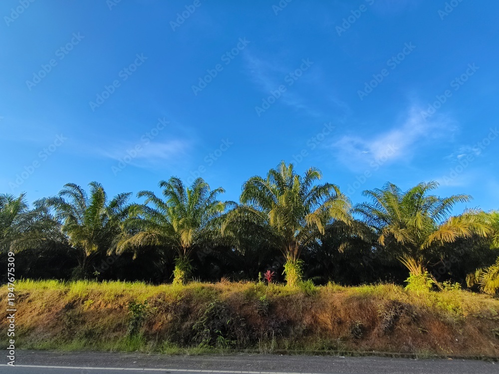 Obraz premium sky view with palm trees