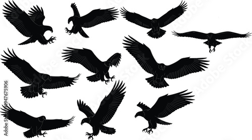 Set of black eagle silhouettes in various flying and soaring poses for predatory bird of prey nature wildlife vector illustration (20 words)