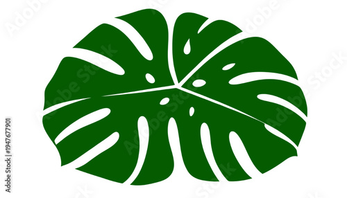 Green monstera deliciosa leaf illustration isolated on transparent background, tropical botanical foliage