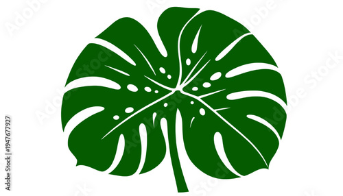 Green tropical monstera leaf vector illustration isolated on transparent background, botanical foliage design element