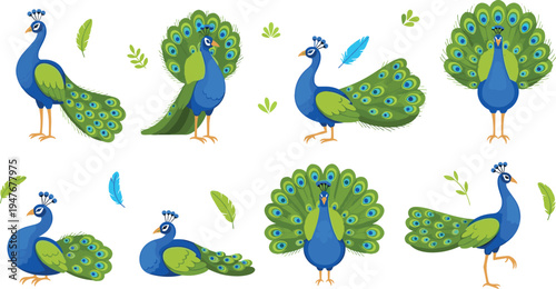 Peacock Vector Illustration Set Featuring Colorful Peafowl Birds with Decorative Tail Feathers in Various Standing and Display Poses for Wildlife Nature Graphics.