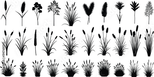 Set of pampas grass and wild meadow plant silhouettes collection, dried floral black icons, nature weed elements, vector botanical sketches