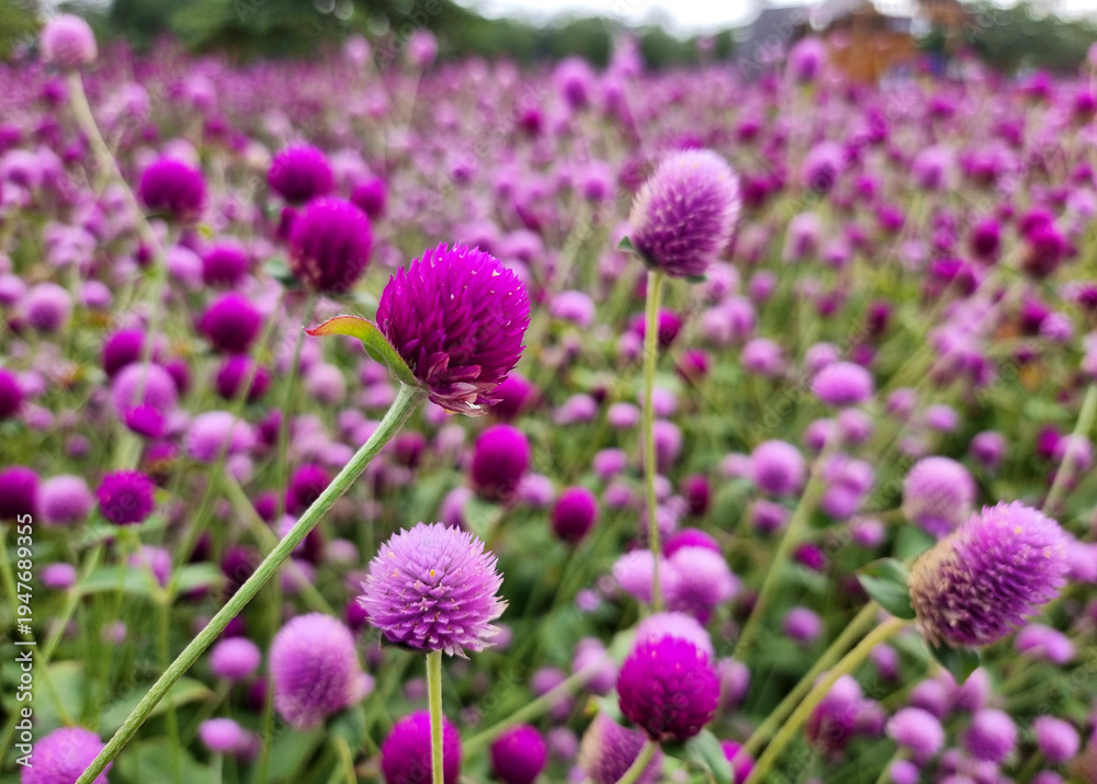 Obraz premium Close-up the beautiful purple Globe Amaranth or Bachelor Button in the garden.