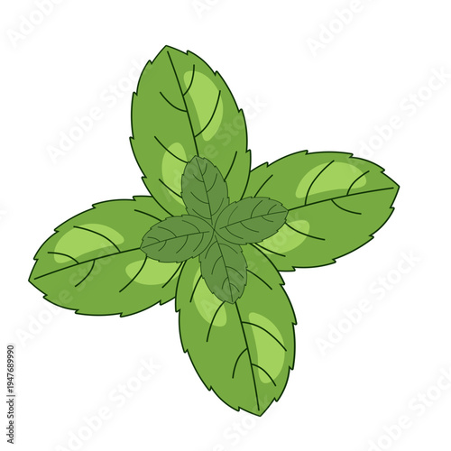 Mint Leaves Illustration