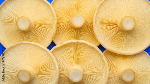Macro view of yellow oyster mushroom gills, Underside of fresh mushroom caps with distinct radial gills. Abstract pattern of mushroom gill texture on a vibrant blue background.
