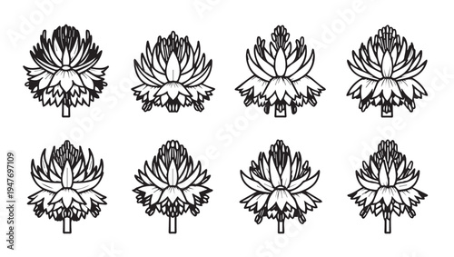 Clover Flower Illustrations in Line Art Style for Botanical Design