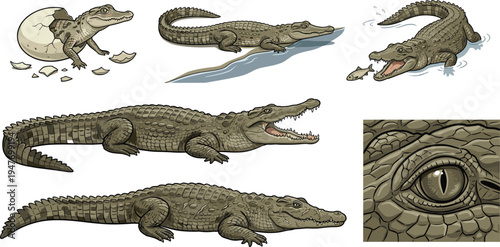 Vintage Style Vector Illustrations of Alligator with Different Poses and Detailed Features for Wildlife and Nature Designs
