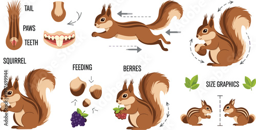 Squirrel anatomy and behavior infographic vector showing body parts feeding berries movement poses and size comparison woodland animal