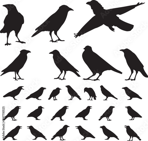 Diverse silhouettes of crows in various dynamic poses and stances