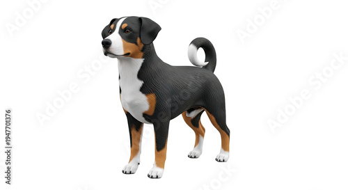 Appenzeller Sennenhund Dog