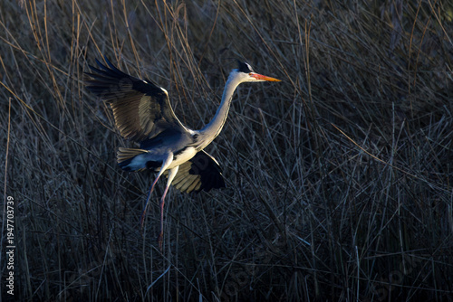 Graureiher (Ardea cinerea)