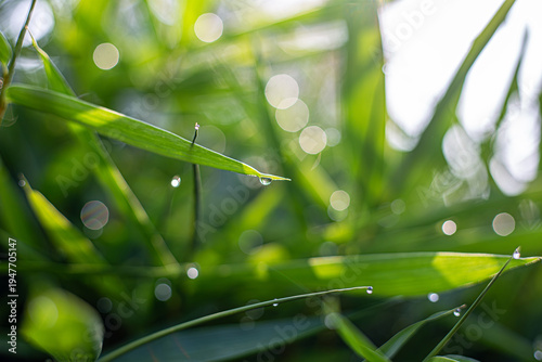 Water drops on leaves on World Environment Day or sustainability concept ESG, CSR, environmental care, business growth.