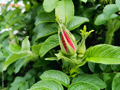 Obraz na plátně A close-up of a single red rosebud protected by fuzzy green sepals among lush, t