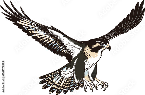 Vector illustration of a flying falcon bird