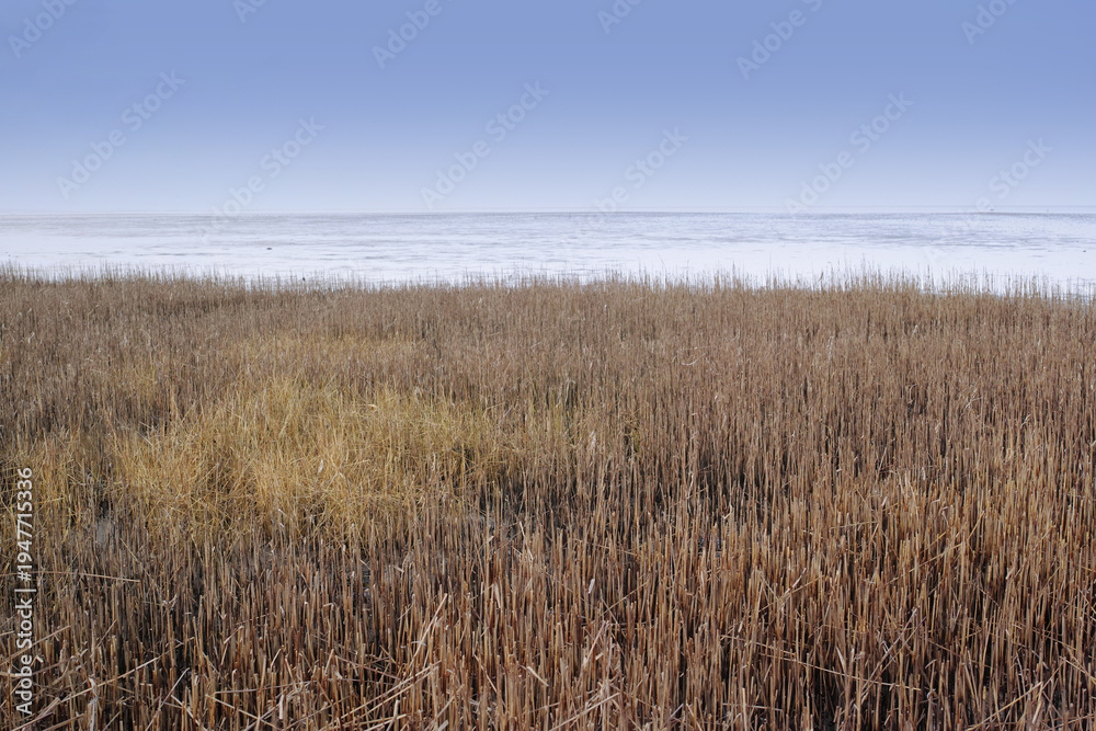 Naklejka premium Farm, ocean and wheat with field for agriculture, growth or sustainable leaves in nature. Landscape, grain and crops outdoor by sea for agro, blue sky or eco friendly harvest with mockup space