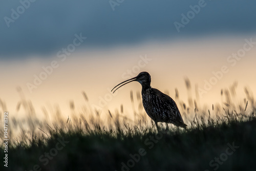 Fotografia Silhouette