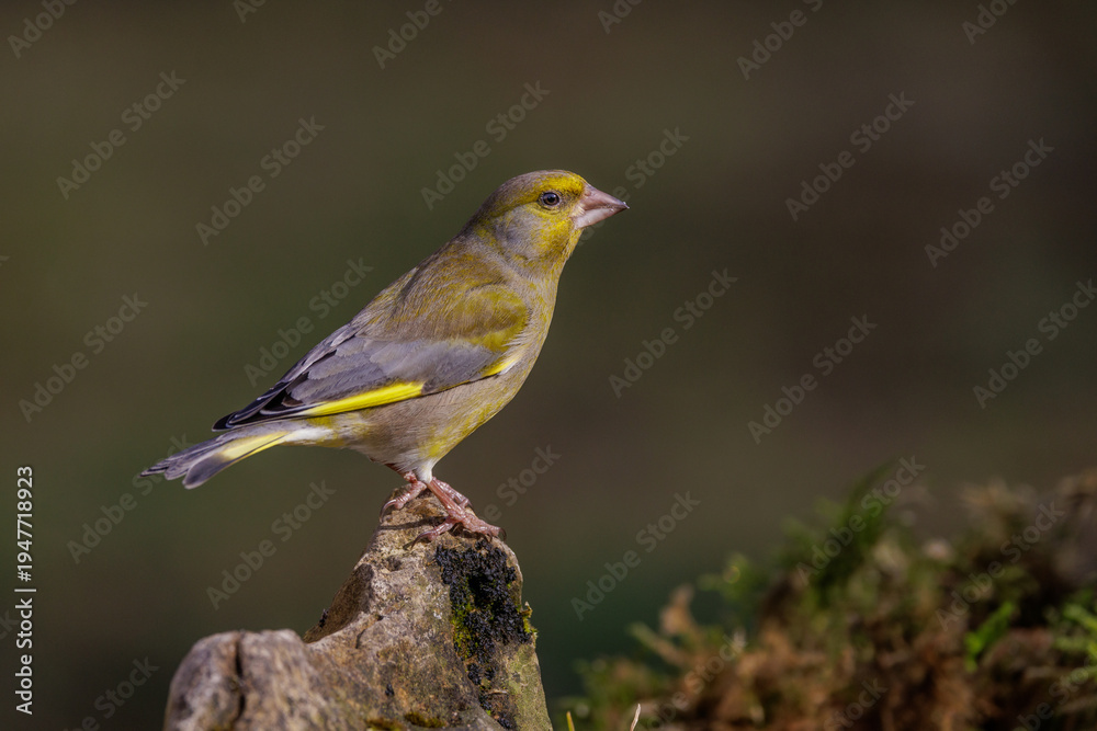 Fototapeta premium Grünfink (Carduelis chloris)