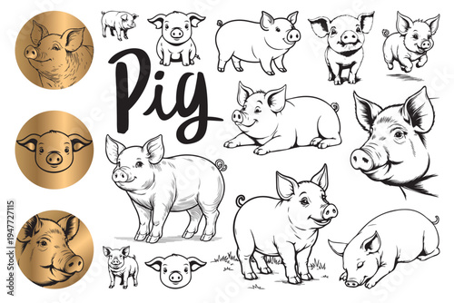Vector illustration of a pig in black line art. The word "pig" is included in the image. The pig is depicted in various poses.