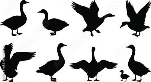 Collection of eight geese silhouettes, standing, walking, flying, parent and gosling, vector illustration set for wildlife, nature, and design projects