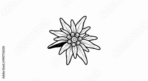 Starburst flower, stylized, black and white, delicate petals
