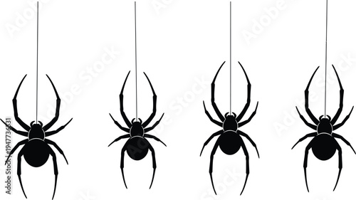 Four black spiders hanging or standing on a white background