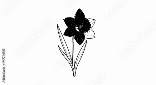 Stylized black and white sketch of a blooming narcissus with leaves