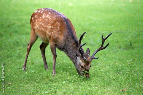фотографія Eating, lawn and deer with antlers in grass field, herbivore diet and pasture environment for grazing