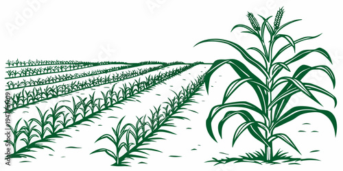 A green corn plant in a field of crops Vector