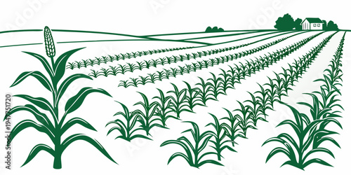 A green cornfield with rows of plants growing Vector