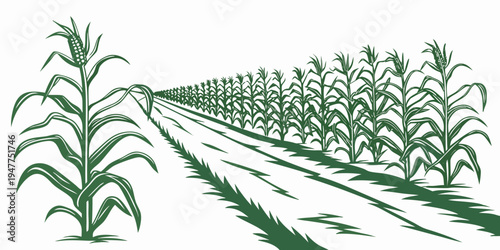 A field of corn plants growing in rows Vector