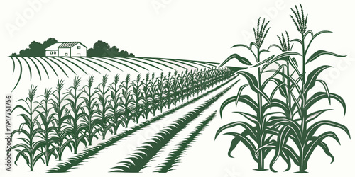 A field of corn with rows of plants Vector