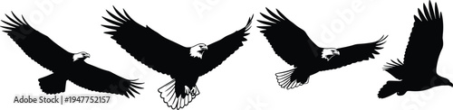 Bald eagle flight silhouettes, bird wing motion artwork, wildlife avian design, black white illustration set, stylized feather posture collection