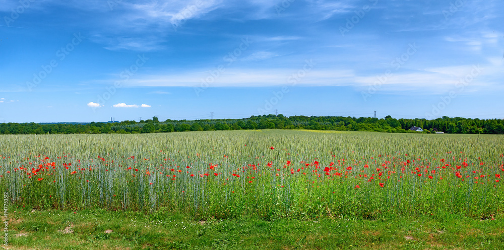 Obraz premium Farm, poppies and wheat in field for agro, sustainable growth and blue sky in nature. Land, grain and crops outdoor for agriculture, food production or eco friendly flowers with grass in spring