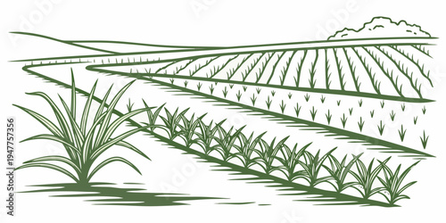A green illustration of a rice field with plants Vector