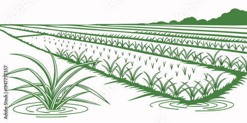 A green rice field with rows of crops Vector