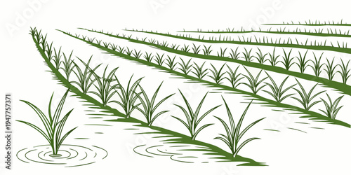A green field with rows of grass Vector