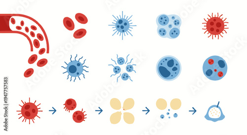 An illustration depicting the journey of blood cells through arteries and veins, highlighting the circulatory system's vital functions