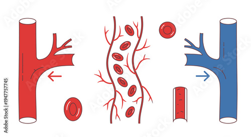 Scientific diagram illustrating the human circulatory system with detailed blood flow through arteries, capillaries containing red blood cells, and veins for oxygen and nutrient delivery