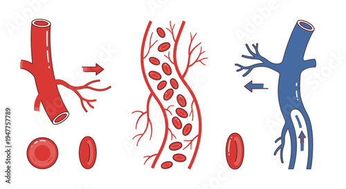 Scientific illustration of blood cells and vessels, depicting erythrocytes, leukocytes, and a cross-section of a capillary with blood flow