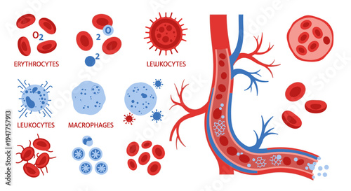 Illustration of red blood cells, white blood cells, and macrophages within a blood vessel, showcasing the components of blood circulation