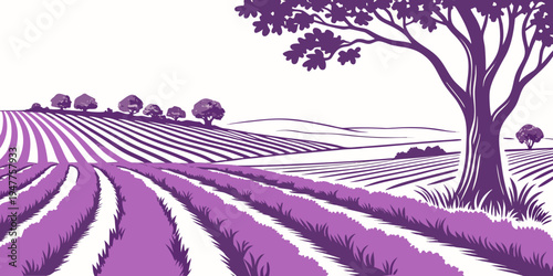 A purple field with rows of lavender and a tree Vector