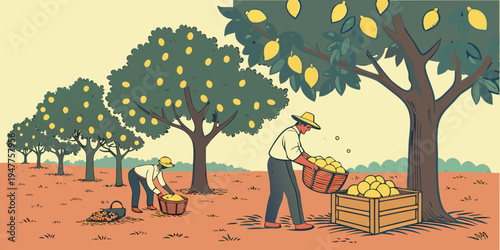 A man picking lemons from a tree in an orchard Vector