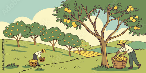 Men picking oranges from trees in an orchard Vector