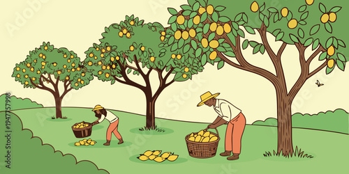 People picking oranges from trees in an orchard Vector