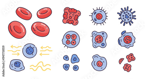 Illustrative collection of human blood and immune cells, a colorful vector set depicting various microscopic components vital for biology and health understanding